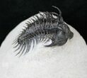 Spiny Comura Trilobite Fossil - Long #16075-1
